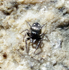 Heliophanus agricola