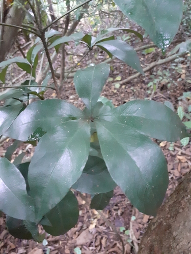 Four-finger bush (Bachmannia woodii)