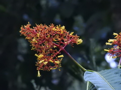 Palicourea guianensis