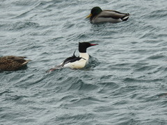 Mergus merganser