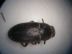 Blapstinus pratensis