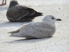 Larus glaucoides