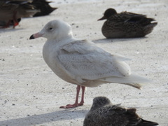 Larus hyperboreus