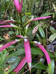 Guzmania wittmackii