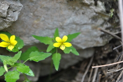 Viola urophylla