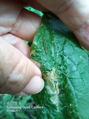 Rhectocraspeda periusalis