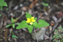 Viola urophylla