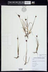 Juncus castaneus castaneus