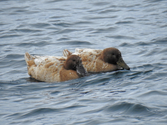 Anas platyrhynchos domesticus