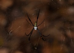 Trichonephila clavipes