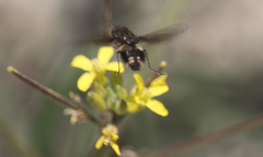 Triploechus heteronevrus