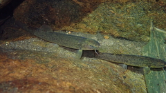 Oreonectes platycephalus