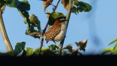 Campylorhynchus rufinucha