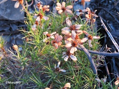 Zinnia juniperifolia
