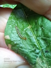 Rhectocraspeda periusalis