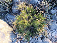 Zinnia juniperifolia