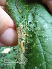 Rhectocraspeda periusalis