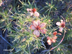 Zinnia juniperifolia