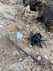 Ceratophyus hoffmannseggi