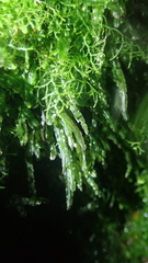 Pallavicinia