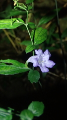 Strobilanthes dalzielii