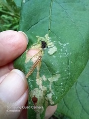 Rhectocraspeda periusalis
