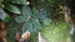 Dorcoceras hygrometricum