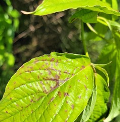 Sphaerulina cornicola