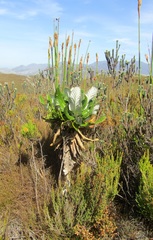 Hermas villosa