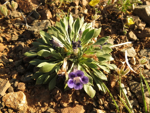 Image of Aptosimum indivisum by (c) Christiaan Viljoen, some rights reserved (CC BY)