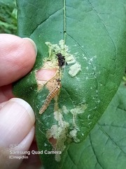 Rhectocraspeda periusalis