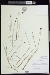 Juncus castaneus castaneus
