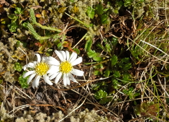 Brachyscome sinclairii