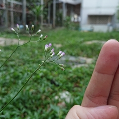 Cyanthillium cinereum