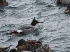 Mergus merganser