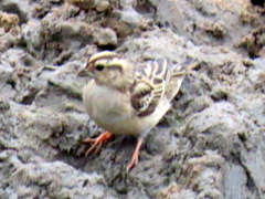 Vidua funerea funerea