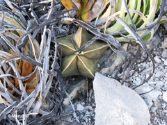 Astrophytum myriostigma