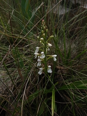 Disa saxicola