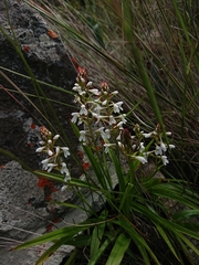 Disa saxicola