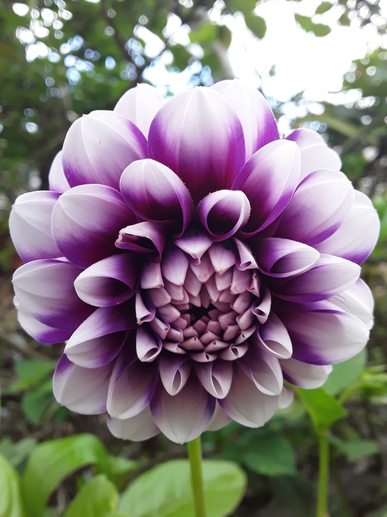 Dahlia flower close up