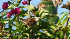 Campylorhynchus rufinucha