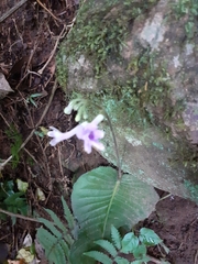 Streptocarpus polyanthus