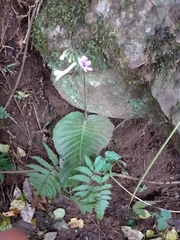 Streptocarpus polyanthus