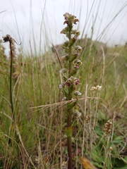Disperis renibractea