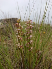 Disperis renibractea