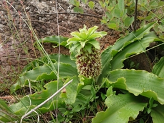 Eucomis humilis