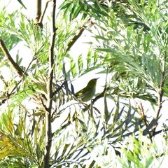 Zosterops palpebrosus