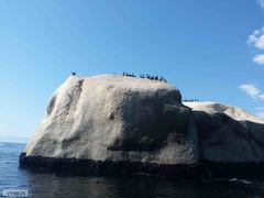 Phalacrocorax neglectus