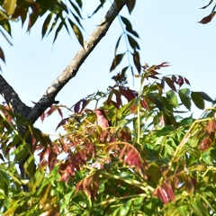 Carpodacus erythrinus