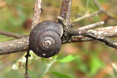 Pommerhelix mastersi